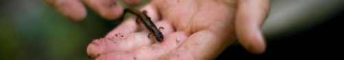 A hand holds a muddy salamander. It is very tiny.